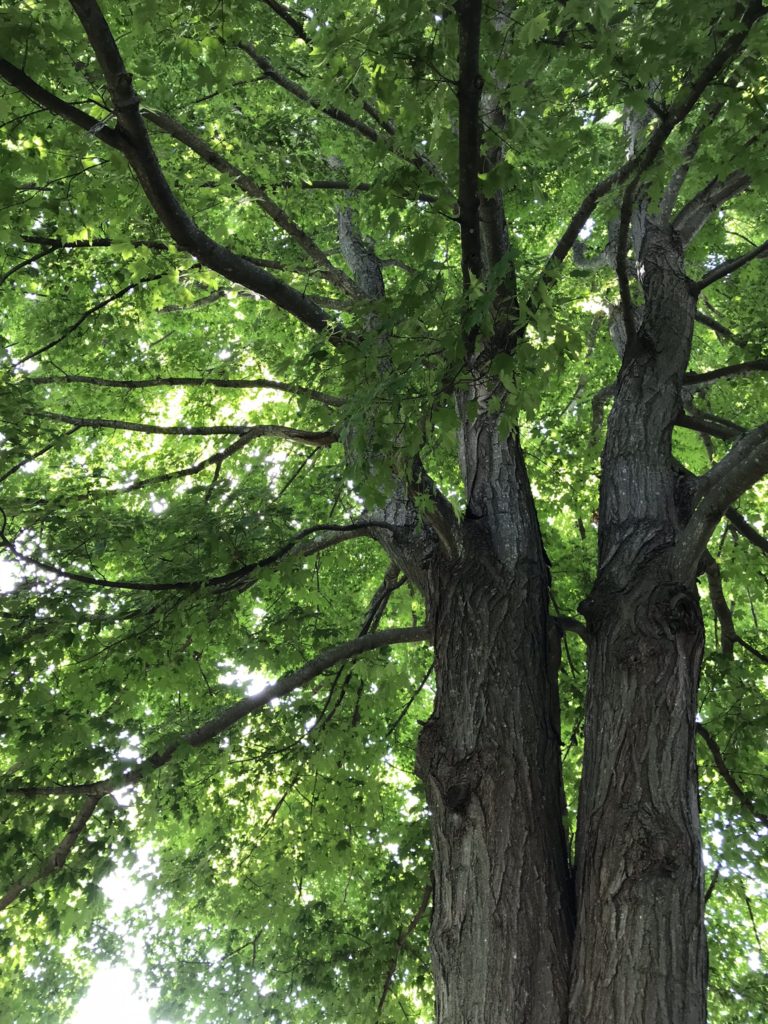 Maple Tree in Massachusetts
